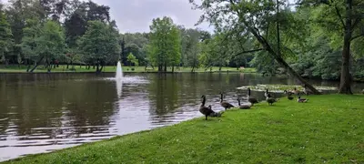 a group of ducks standing on the grass near a lake at logies Huis Liselotte in Genk