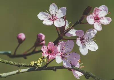 a bunch of pink flowers on a tree branch at Hoeve Verdre - De Knechtenwoning in Heers