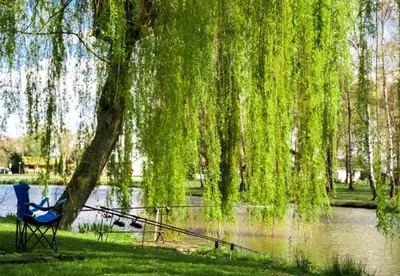 a chair under a weeping willow tree next to a lake at Camping Papillon Kinrooi - Pipowagen 2p in Kinrooi