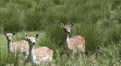 three deer standing in a field of tall grass at Domein Hengelhoef in Houthalen-Helchteren