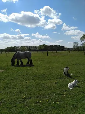 a horse and a cat grazing in a field at De Blauwe Maaten in Neerglabbeek