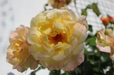 a close up of a yellow and pink flower at Villa Kakelbont Borgloon in Borgloon
