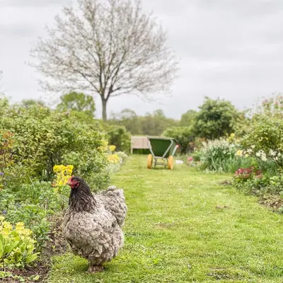 two chickens standing in the grass in a yard at B&B Kasteelhoeve de Kerckhem in Wijer