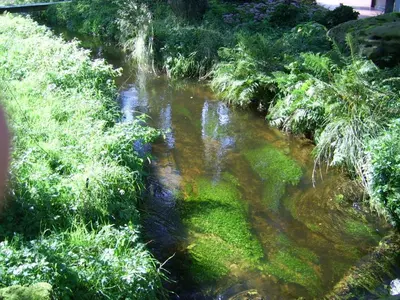 a stream of water with green plants in a field at Bosbeekvallei in Opoeteren