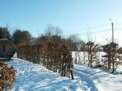 a row of trees in the snow at Limbourg Nature Retreat in Hèvremont