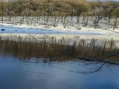 a body of water with a tree branch in the water at Limbourg Nature Retreat in Hèvremont