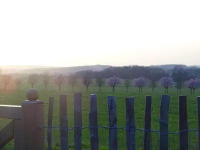 a fence with purple trees in a field at La Balade d'Annie in Trooz