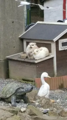 a bird and a turtle and a white duck and a turkey at le gite de zoelie in Chaineux