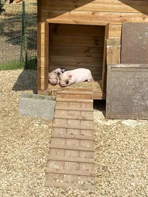 two dogs sleeping in a wooden dog house at le gite de zoelie in Chaineux
