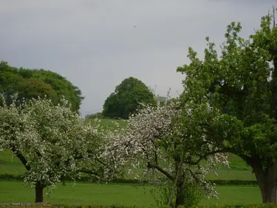 two trees with white flowers in a green field at Du Coté de chez Jeanne, Suite in Verviers