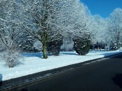 a street with snow covered trees on the side of a road at Au Marronnier in Lontzen