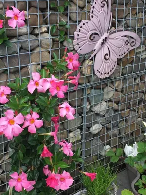 a wire fence with pink flowers and a butterfly on it at Relax Trois Bornes - De Grenspost in Gemmenich