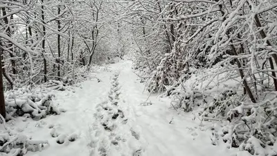 a snow covered path in a forest with snow covered trees at Relax Trois Bornes - De Grenspost in Gemmenich