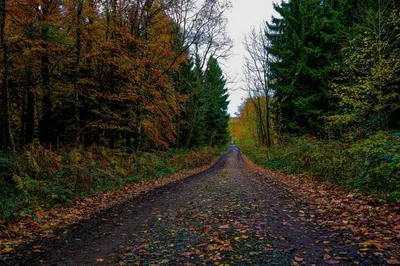 a dirt road in the middle of a forest at Hotel Restaurant The Kings Head Inn in Voeren