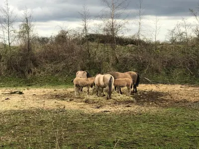 a group of horses standing in a field at d'Uyterwaerde in Leut