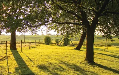 a field with two trees and a fence at Seven-Bedroom Holiday Home In Remersdaal in Remersdaal