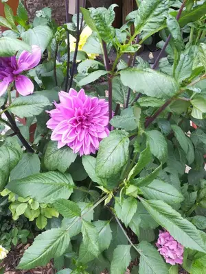 a pink flower in a garden with green leaves at B&B De Dubbelmolen in Tongeren