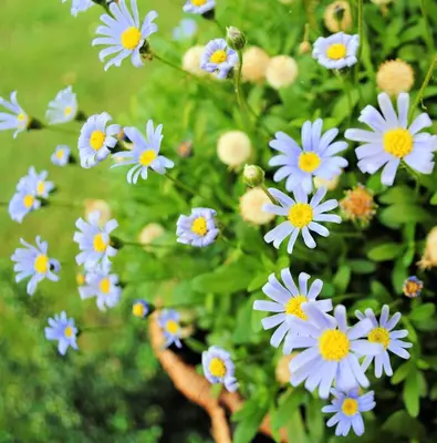 a bunch of blue flowers on a plant at B&B Elegance Hamont in Hamont-Achel
