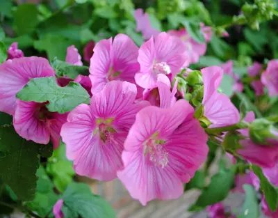 a bunch of pink flowers in a garden at B&B Elegance Hamont in Hamont-Achel