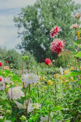 a field filled with red and white flowers at De Pluktuin in Kortessem