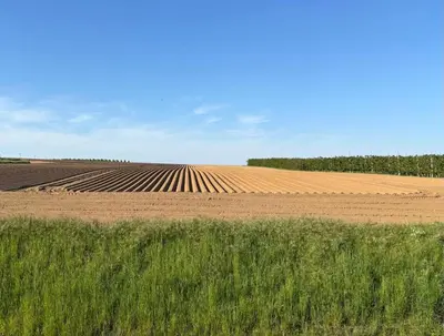 a large field of crops with a field of grass at Gastenverblijf Chambre dAmis in Heers
