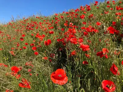 a field of red poppies in a field at Gastenverblijf Chambre dAmis in Heers