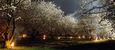 a row of trees with lights in a park at night at 't Poorthof in Borgloon