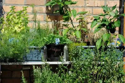 a garden with plants in pots next to a brick wall at Villa Lumina in Membach