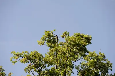 a bird perched in the top of a tree at Villa Lumina in Membach