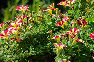a group of pink and yellow flowers in a bush at Villa Lumina in Membach