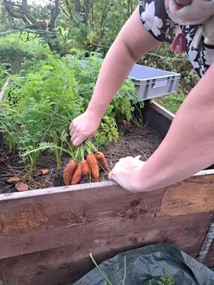 a person is planting carrots in a garden at La Ferme du Hélivy in Jalhay