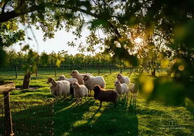 a herd of sheep standing in a field at Hoeve Roosbeek in Zepperen