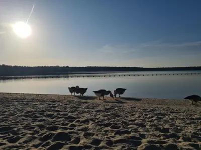 four animals walking on a beach near a body of water at La Rose in Overpelt