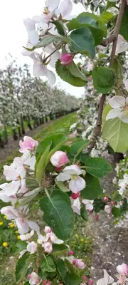 a bunch of white flowers on a tree at Widdingenhof in Wellen