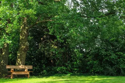 a wooden bench under a tree in a field at De Hoog Weyen in Halen