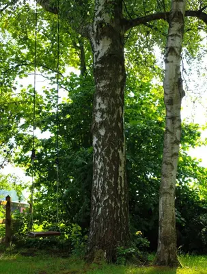 a swing hanging from a tree in a park at De Hoog Weyen in Halen
