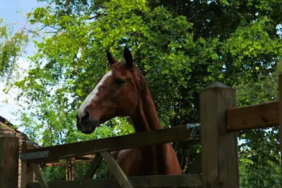 a horse standing next to a wooden fence at De Hoog Weyen in Halen
