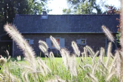 a field of tall grass in front of a building at De Hoog Weyen in Halen