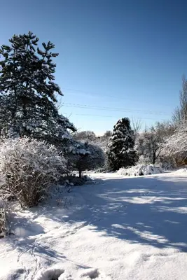 a snow covered road with two trees on it at B&B Le Jardin d'Epicure in Olne