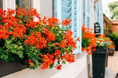 a bunch of red flowers in a window box at Gastenkamers In de Bleick in Rekem