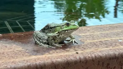 a frog sitting on a rail next to a pool of water at Bed & Bets! in Geetbets