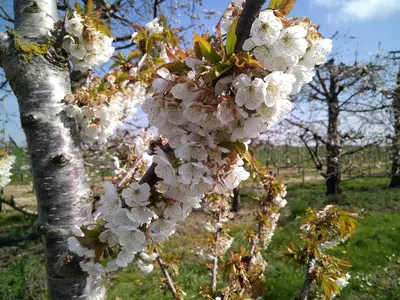 a bunch of white flowers hanging from a tree at Vakantiewoning Mierzicht - privé wellness - Haspengouw 6p in Boekhout