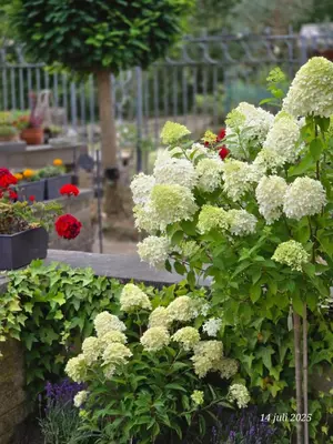 a bush of white flowers in a garden at Hemelse Helderheid in Maasmechelen