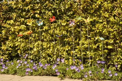 a hedge with flowers in front at Kampenhof in Maaseik