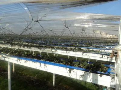 an indoor greenhouse full of plants at Juwel Fruithof in Zepperen