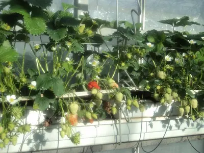 a bunch of green plants on a window sill at Juwel Fruithof in Zepperen