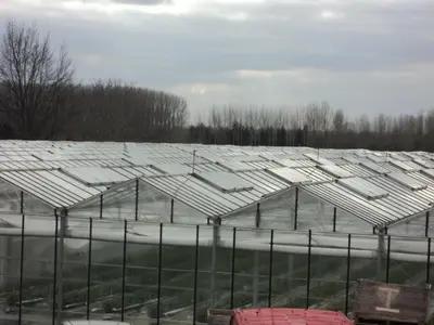 a row of greenhouses in a field with trees at Juwel Fruithof in Zepperen