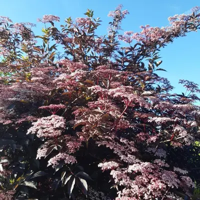 a tree with pink flowers in the sky at De tuin van Agatha in Kortessem
