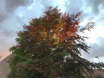 a tree with colorful leaves on top of a building at De tuin van Agatha in Kortessem