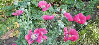a group of pink flowers in a garden at De tuin van Agatha in Kortessem